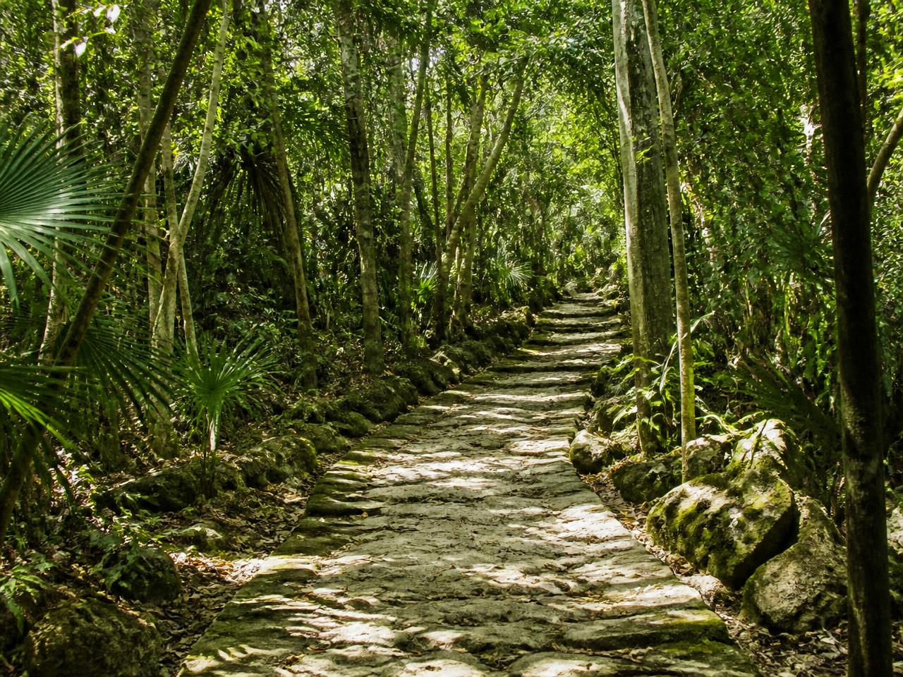 Limestone path through the jungle grounds